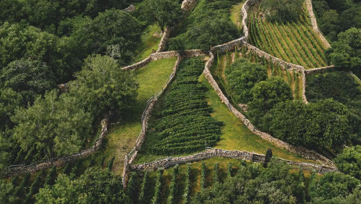 Aerial view of a rural plot in northern Portugal with stone walls marking the boundaries