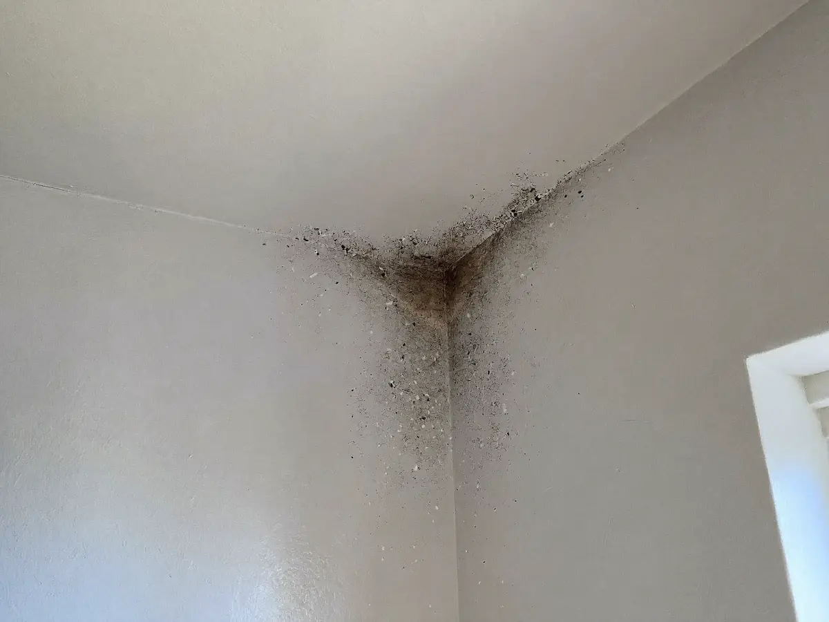 Manchas de bolor preto no canto onde o teto de uma casa de banho encontra a parede