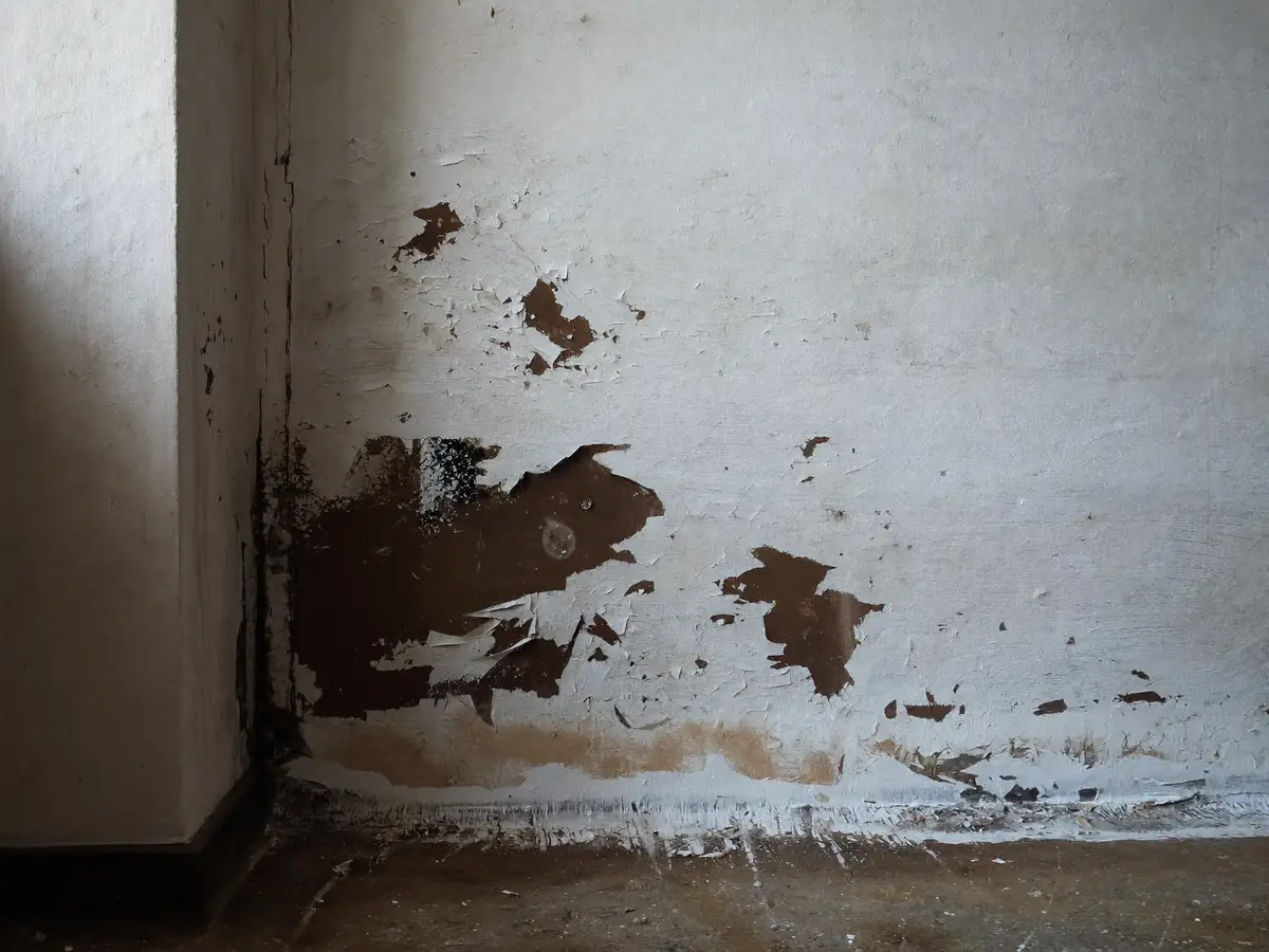 Peeling paint and salt staining at the base of a damp plastered wall